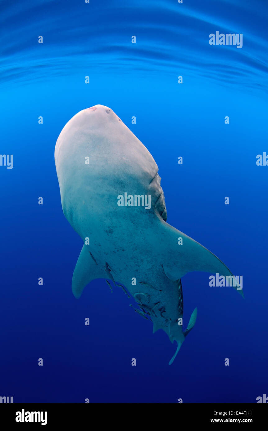 Walhai (Rhincodon Typus) Bohol Sea, Oslob, Cebu, Philippinen, Südostasien Stockfoto