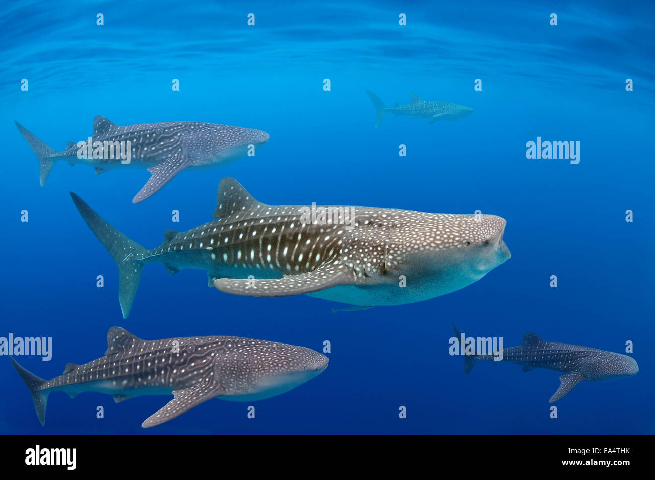 Walhai (Rhincodon Typus) Bohol Sea, Oslob, Cebu, Philippinen, Südostasien Stockfoto