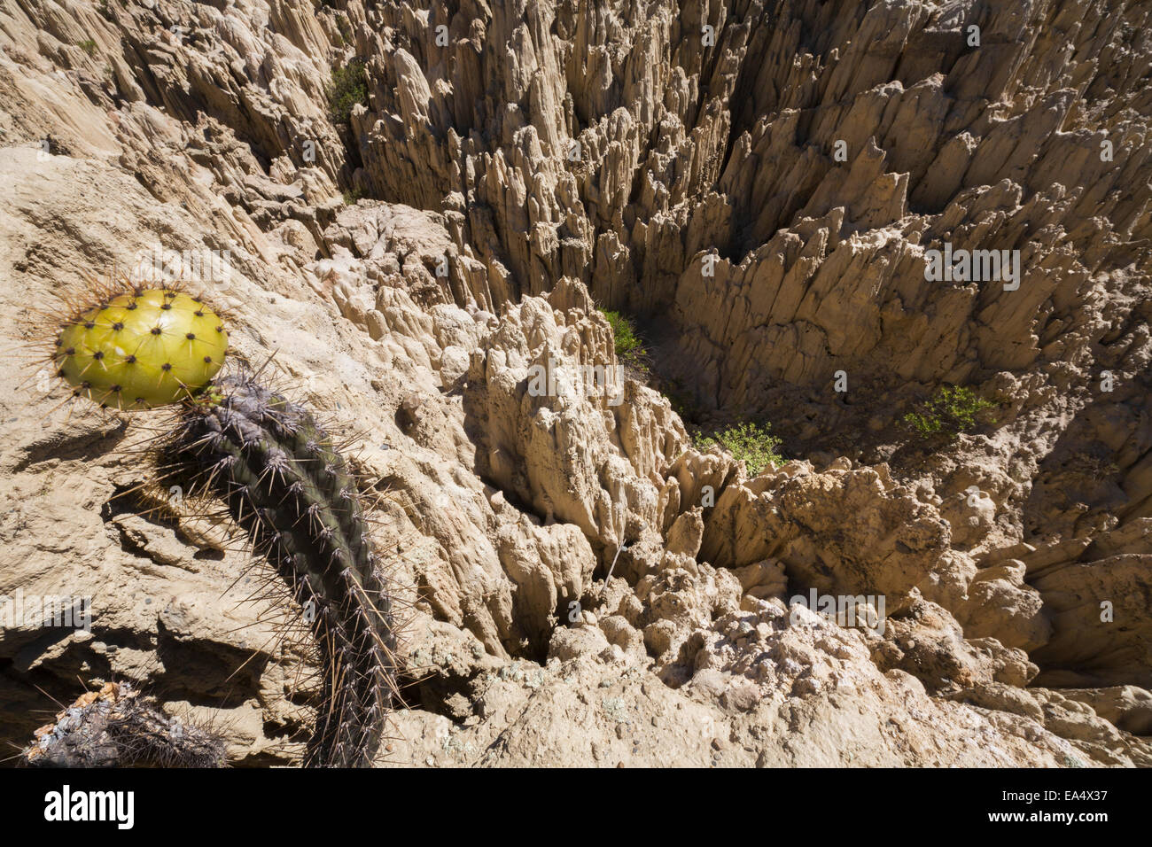 Ein Kaktus und seine Früchte in das Tal des Mondes; La Paz, Bolivien Stockfoto