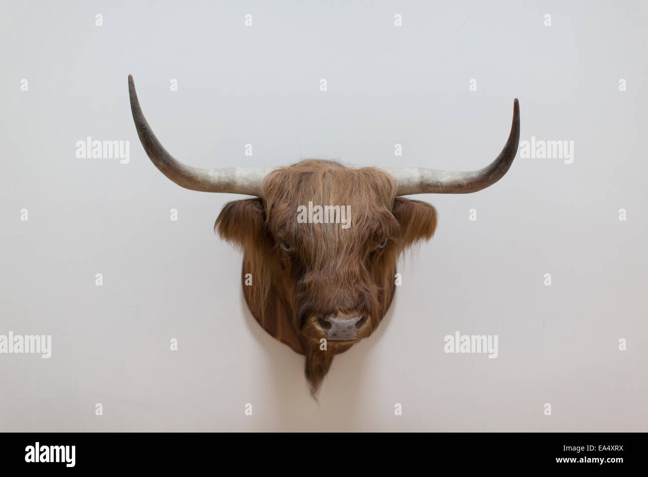 Der ausgestopfte Kopf einer Highland Kuh auf einer weißen Wand. Stockfoto