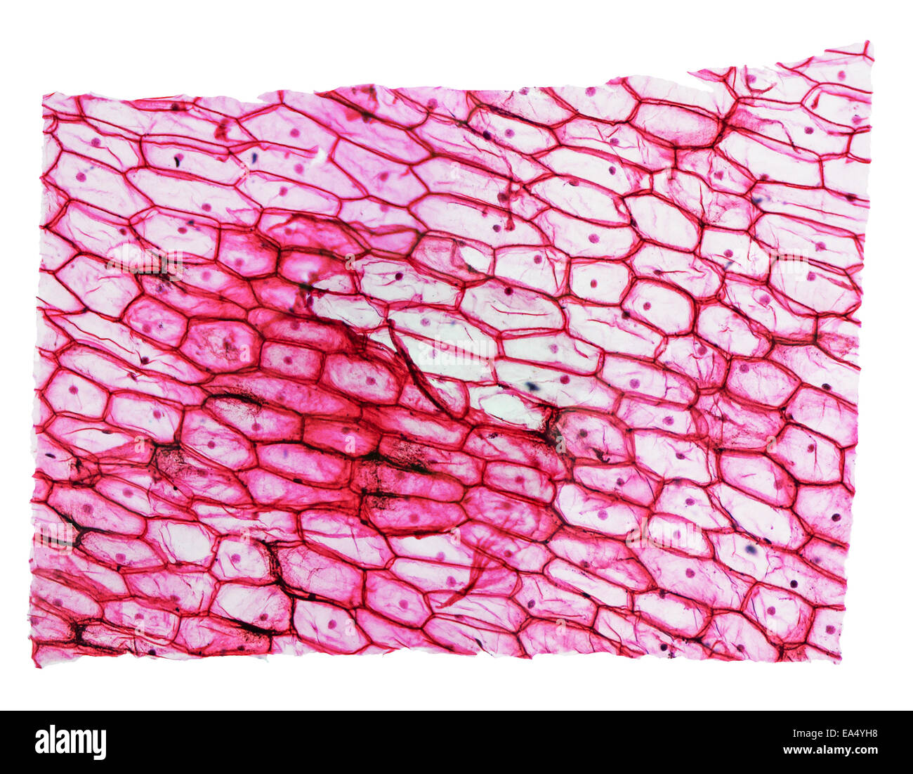 Leichte Mikrophotographie eine Zwiebel Epidermus Zellen durch ein Mikroskop  gesehen Stockfotografie - Alamy