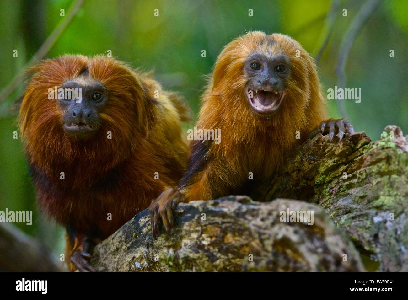 Goldener Löwe Tamarin (Leontopithecus Rosalia) gefährdete Arten, Regenwald, Rio De Janeiro, Brasilien Stockfoto