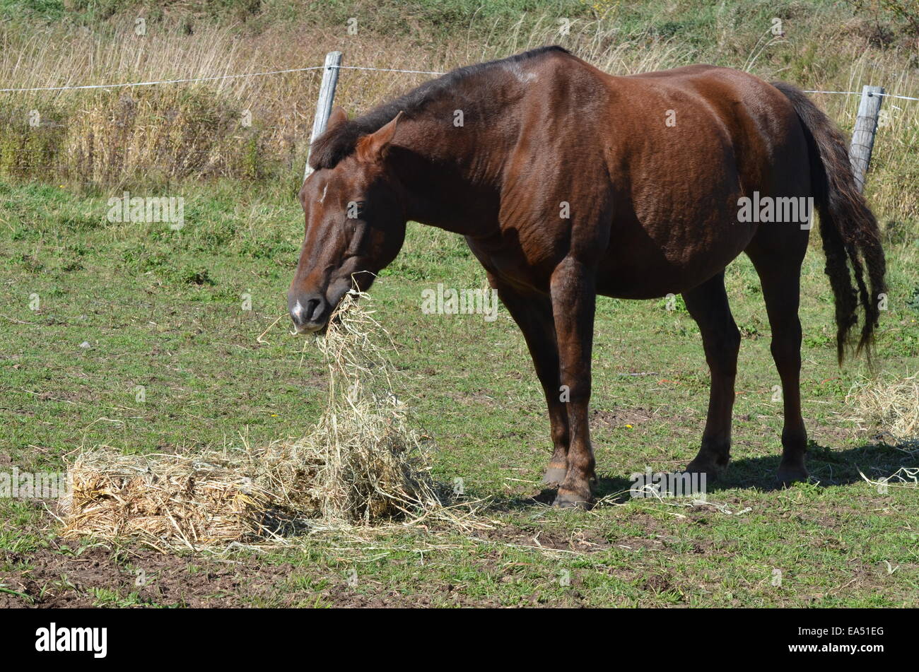 Pferd im Feld Essen Heu Stockfoto