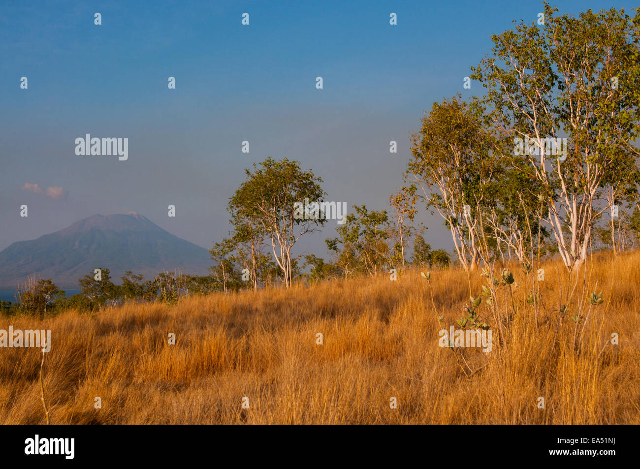 In der Trockenzeit auf Grünland, vor dem Hintergrund des Vulkans Mount Lewotolok auf der Insel Lembata, Lembata, East Nusa Tenggara, Indonesien. Stockfoto