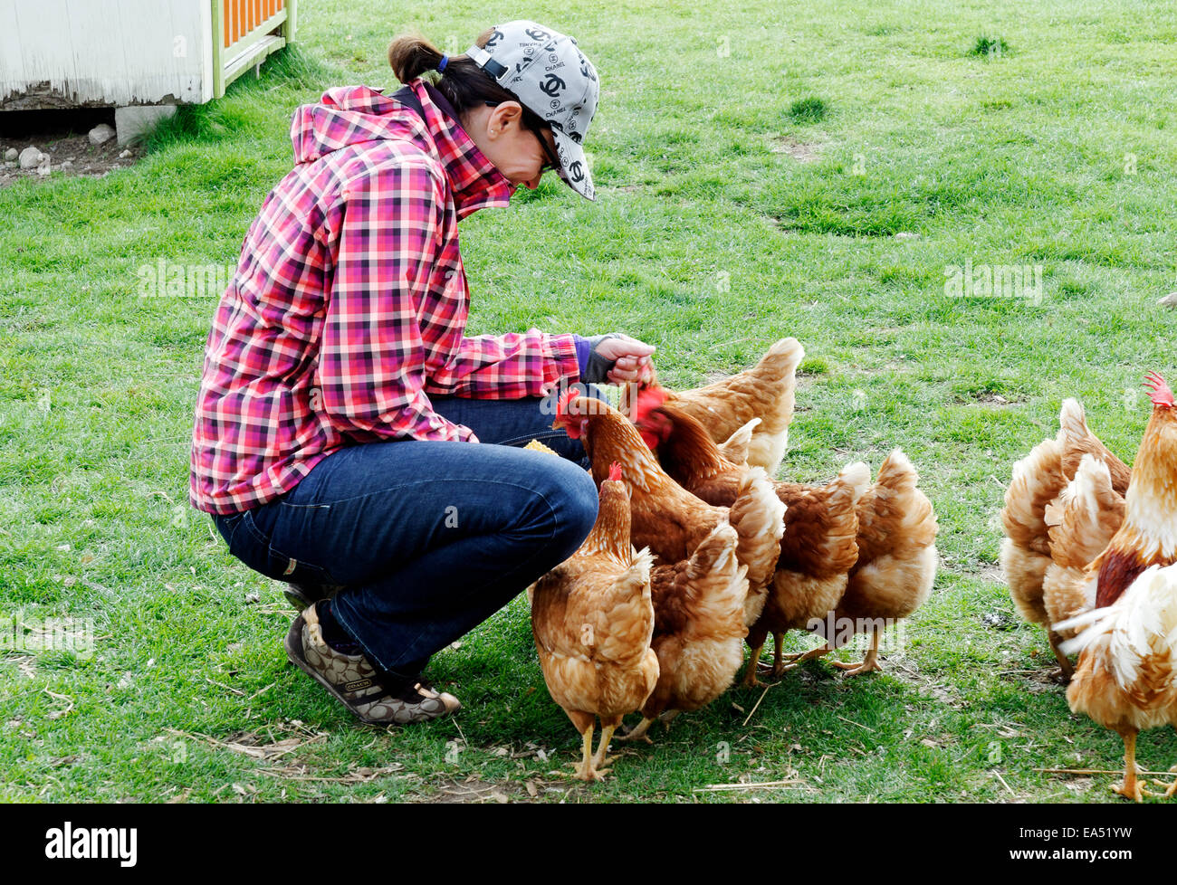 Eine Frau, die Hühner füttern Stockfoto