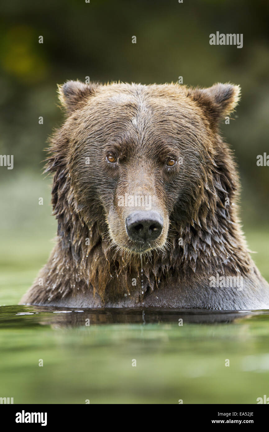 Schweben im Lachs laichen Bach entlang Kuliak Bay, Katmai Nationalpark, Südwest-Alaska Küste Braunbär (Ursus Arctos) Stockfoto