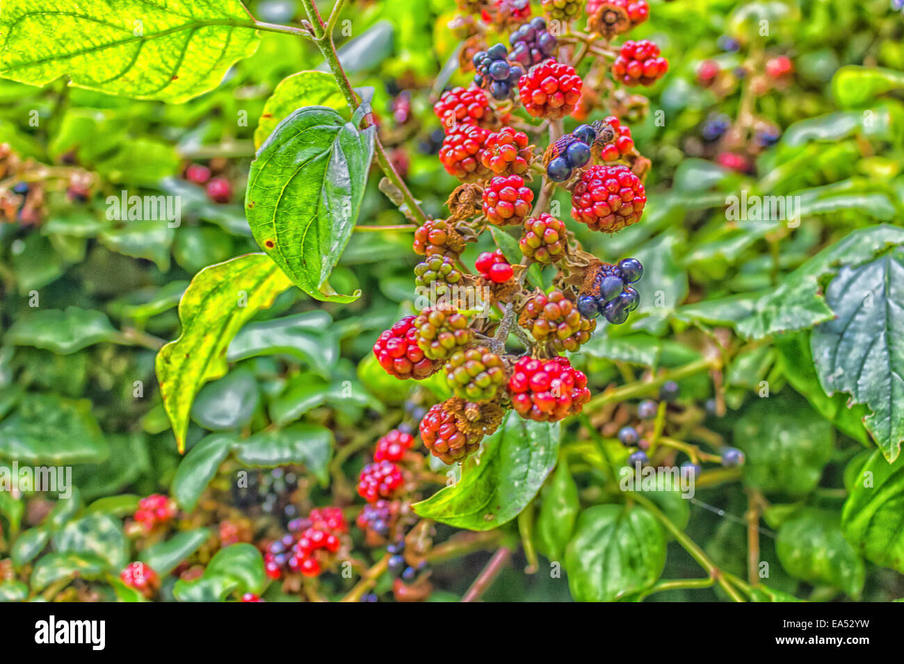 Rote und schwarze wilde Brombeeren Büsche und Äste auf grünen Blättern Hintergrund im italienischen Garten an einem sonnigen Sommertag Stockfoto