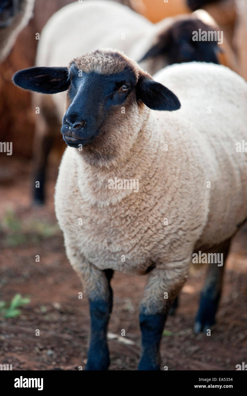 Suffolk Schafe Stockfoto