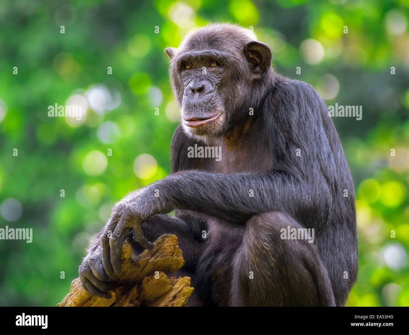 Gemeinsame Schimpanse Stockfoto