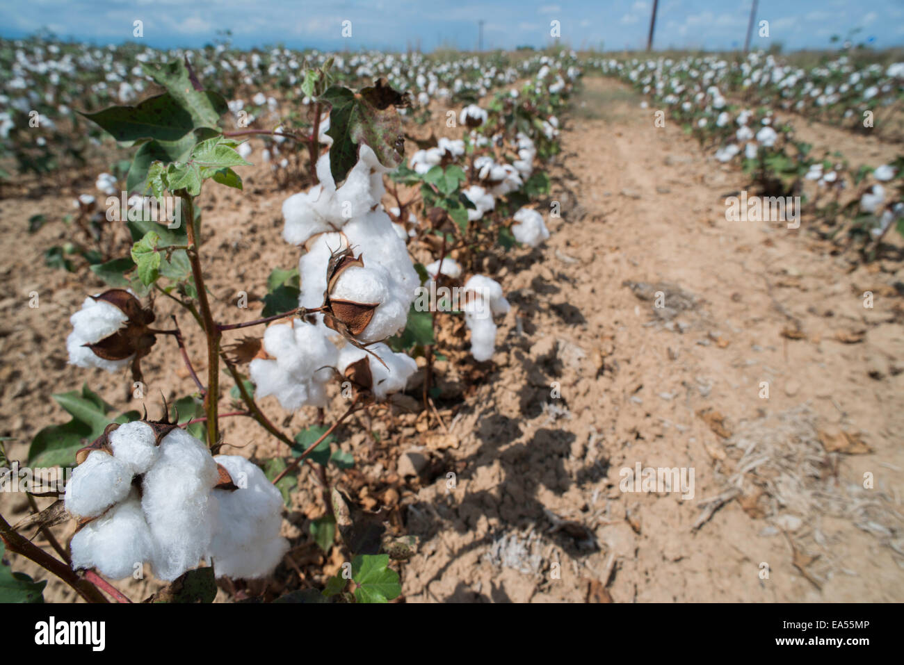 Baumwollfeld Pflanzen. Sonnigen Tag Stockfoto