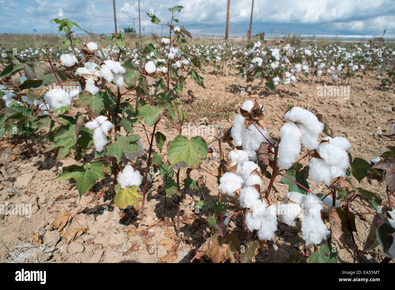 Baumwollfeld Pflanzen. Sonnigen Tag Stockfoto