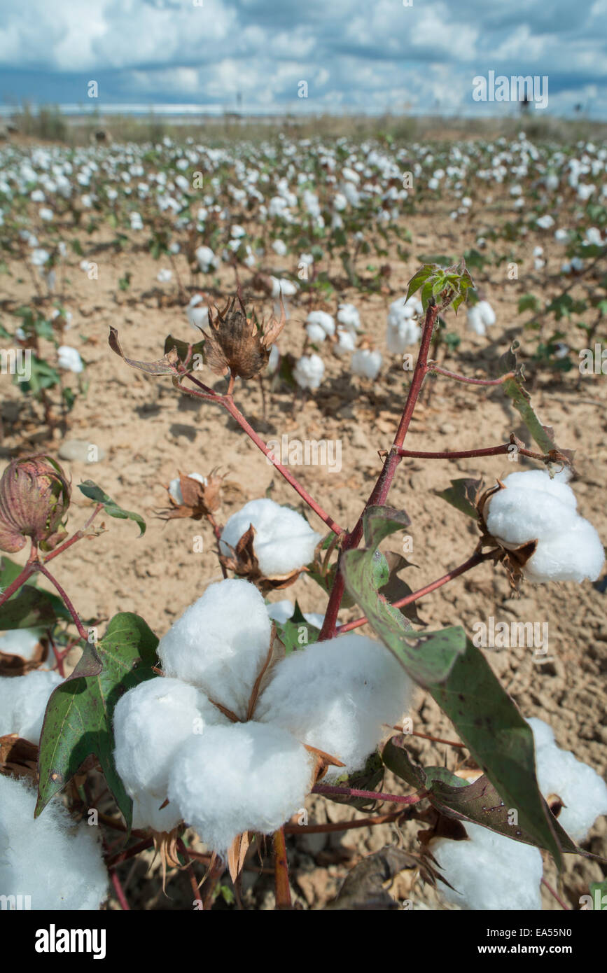 Baumwollfeld Pflanzen. Sonnigen Tag Stockfoto