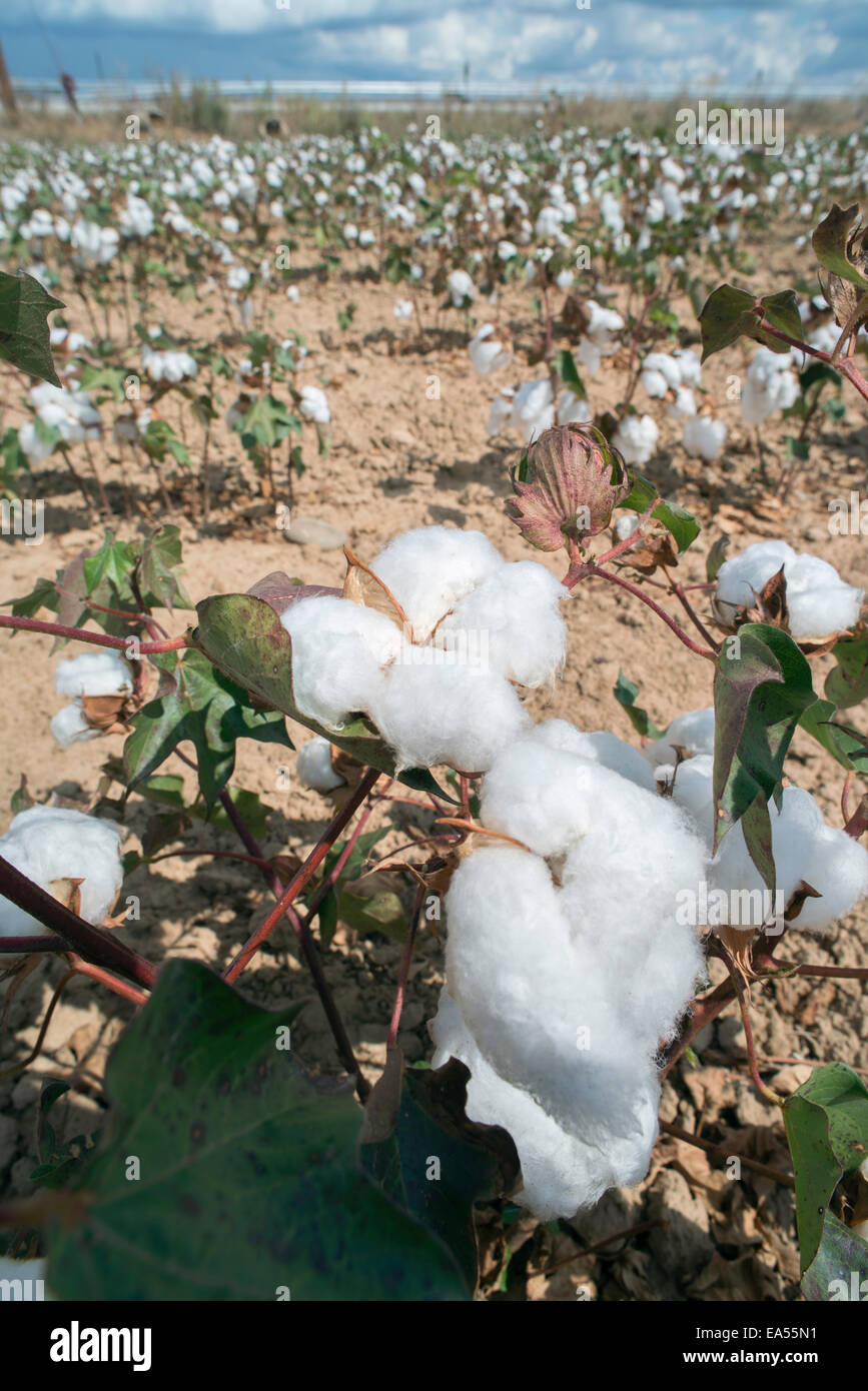 Baumwollfeld Pflanzen. Sonnigen Tag Stockfoto