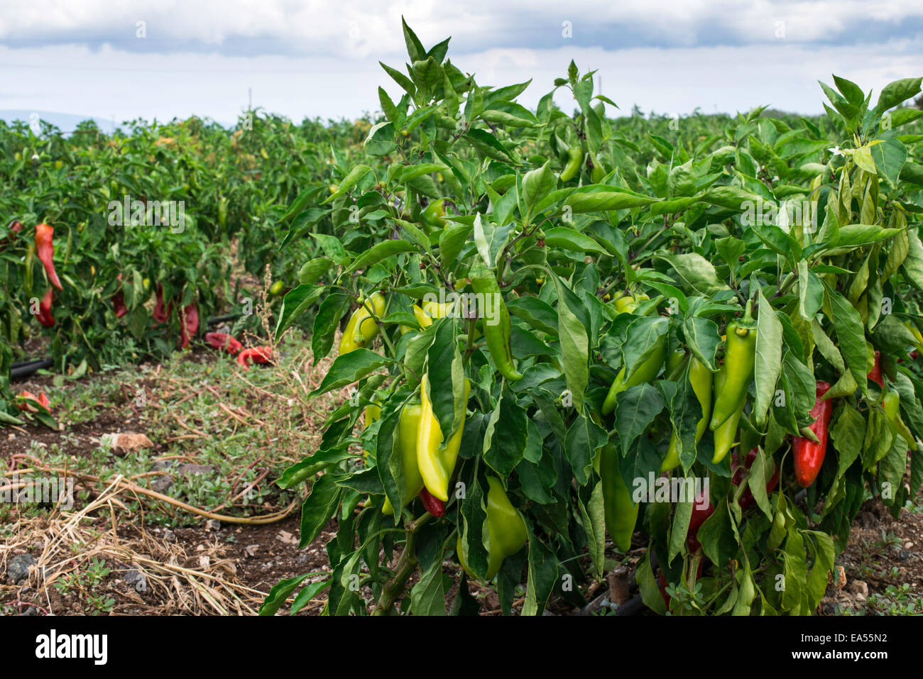 Anpflanzungen von Paprika im Feld. In einer Zeile Stockfoto