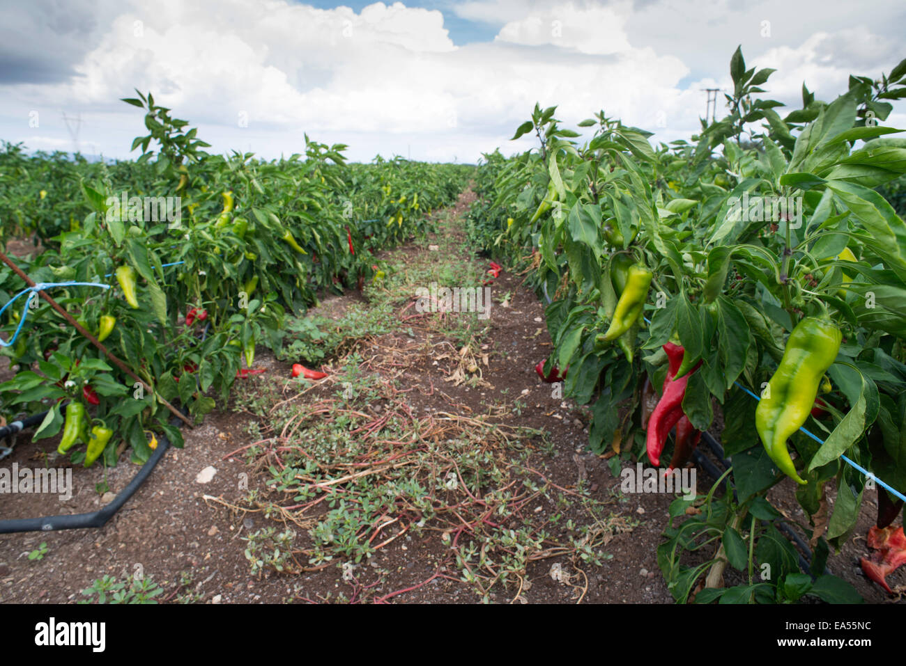 Anpflanzungen von Paprika im Feld. In einer Zeile Stockfoto