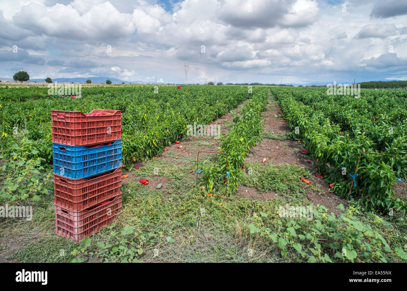 Kiste mit Paprika auf Plantage Stockfoto