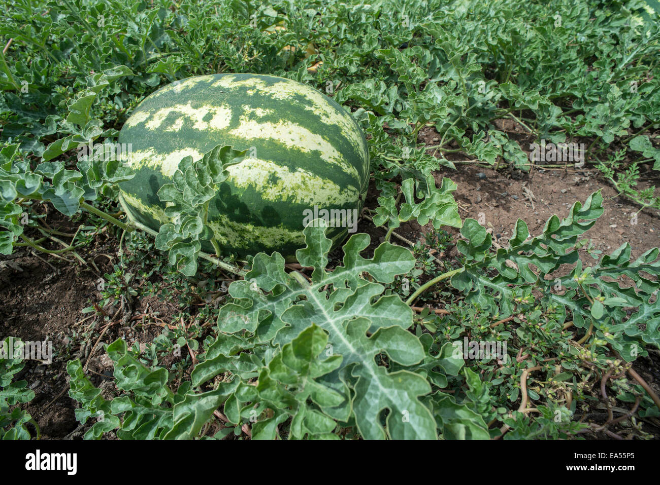 Wassermelonen auf einem Feld. Wassermelonen-Plantage in Griechenland Stockfoto