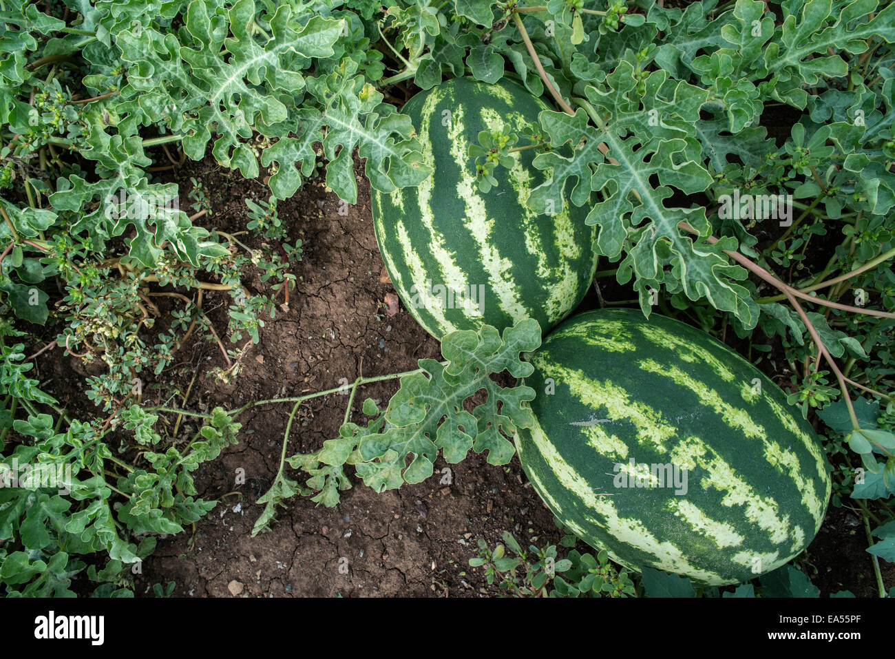 Wassermelonen auf einem Feld. Wassermelonen-Plantage in Griechenland Stockfoto