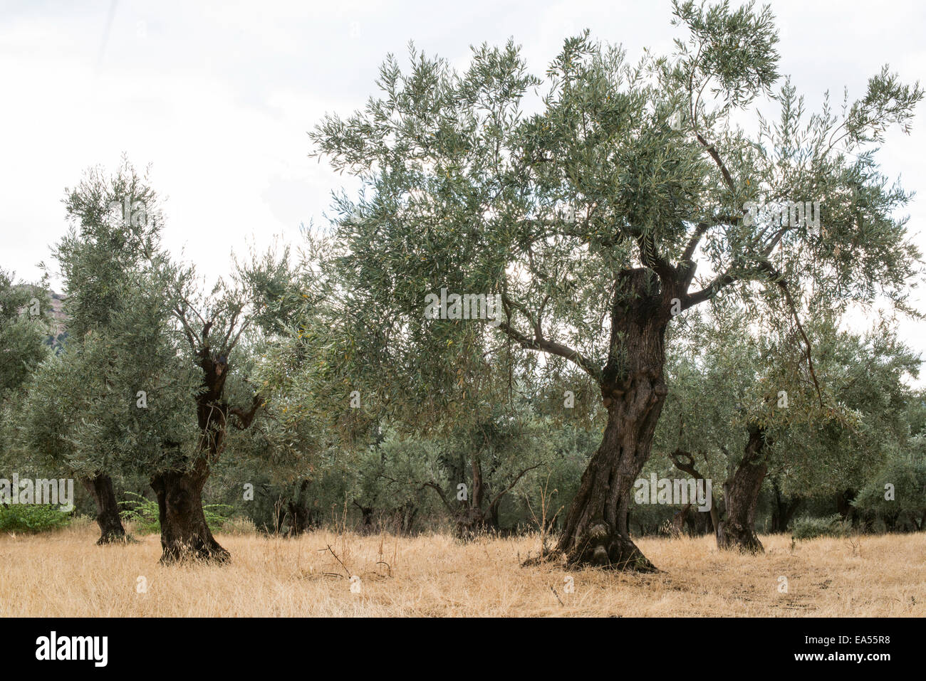 Olivenbäume in Plantage. Landwirtschaftliche Flächen Stockfoto