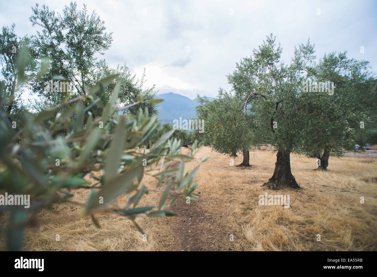 Olivenbäume in Plantage. Landwirtschaftliche Flächen Stockfoto