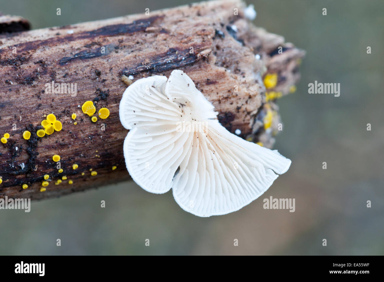 Nahaufnahme von der Unterseite von einem Oysterling Pilz auf ein Stück Holz zeigt die Kiemen und einige kleinere gelbe Pilze Stockfoto