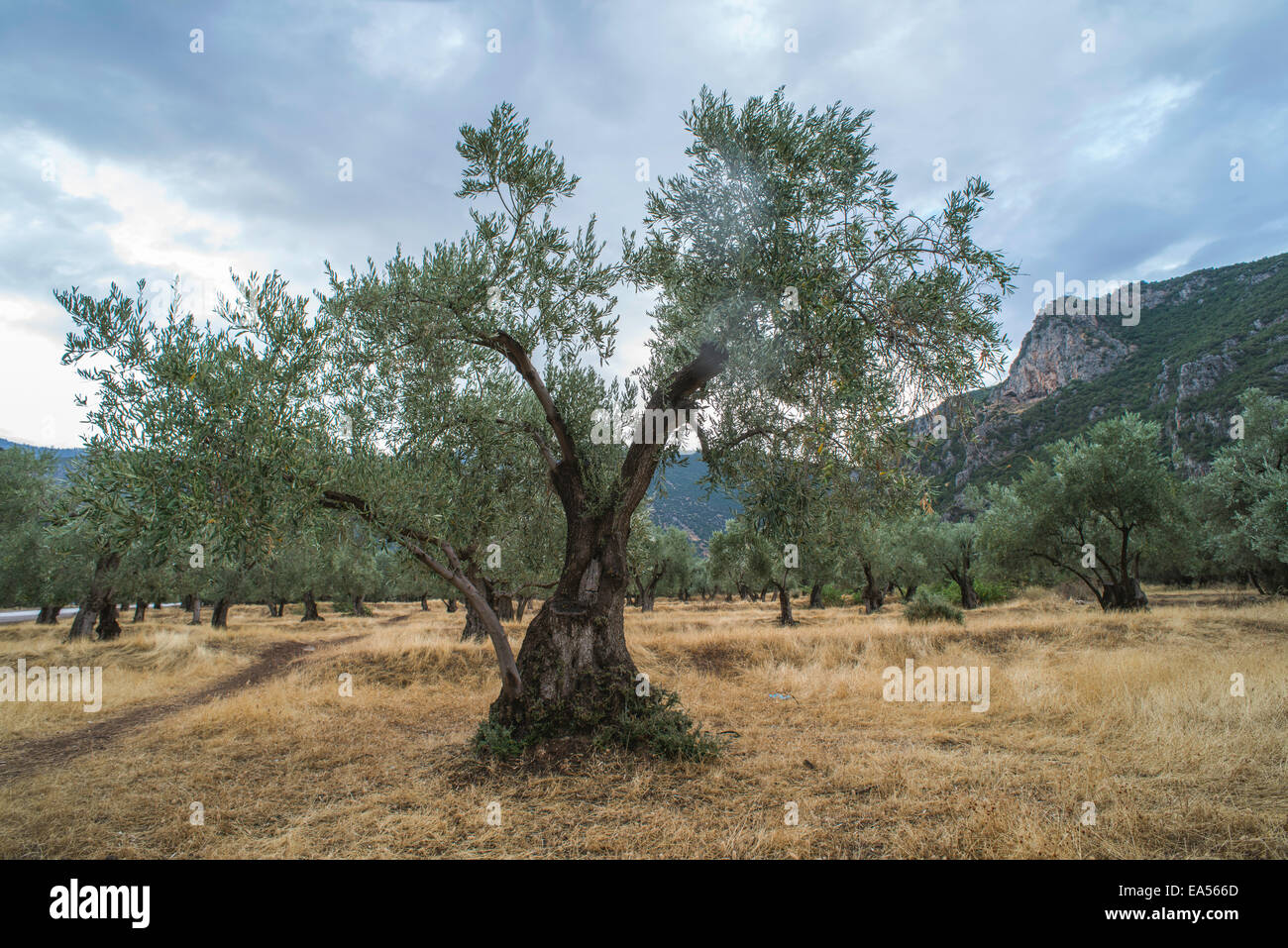 Olivenbäume in Plantage. Landwirtschaftliche Flächen Stockfoto