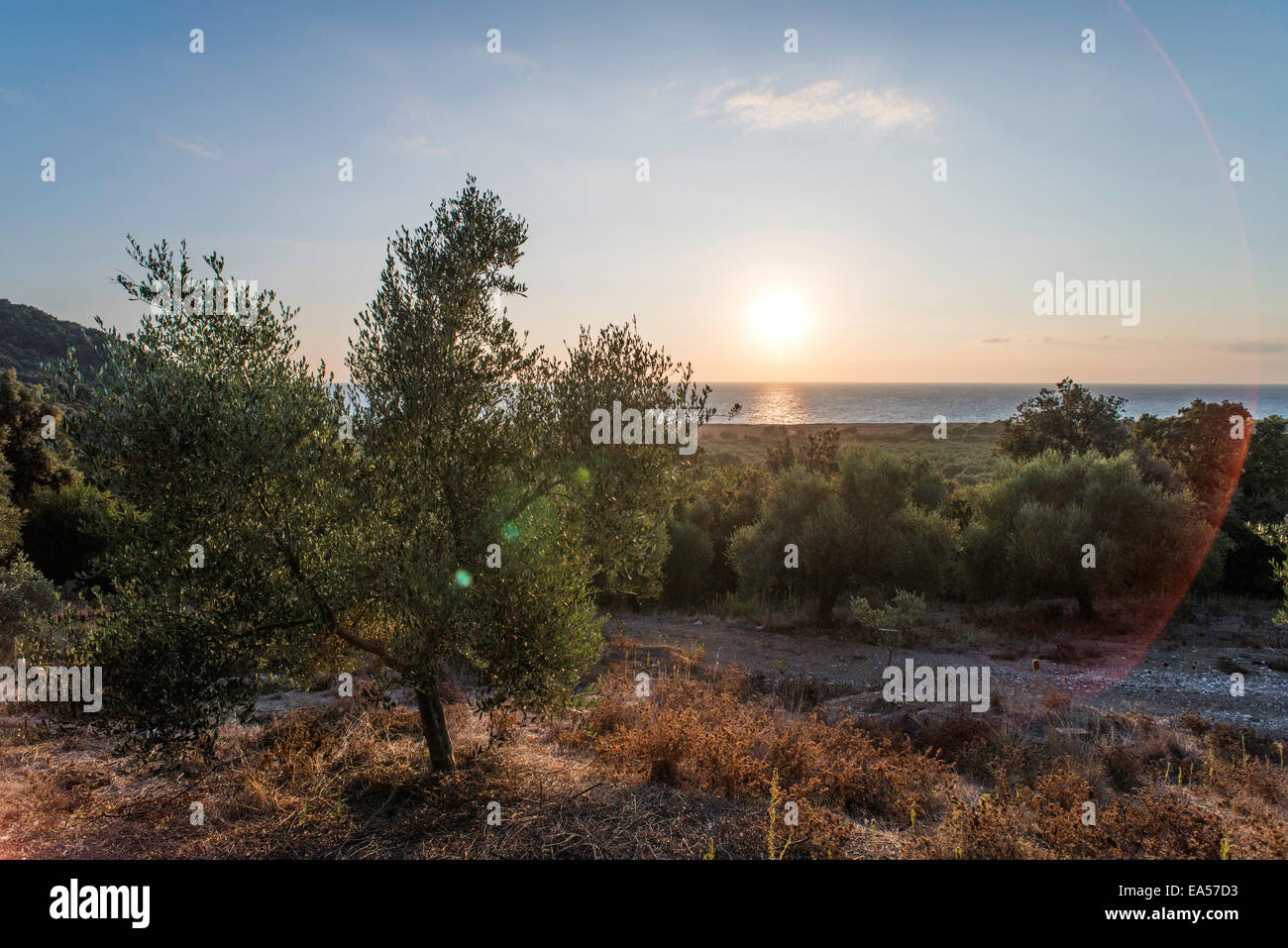 Olivenbäume und Sonnenstrahlen. Olive-Plantage Stockfoto