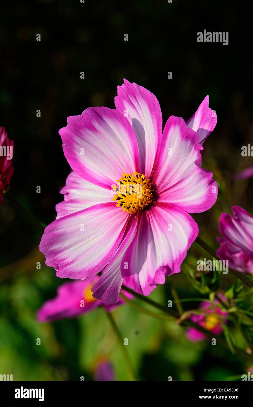 Einzelne Cosmos Blume (Cosmos Bipinnatus) in voller Blüte. Stockfoto