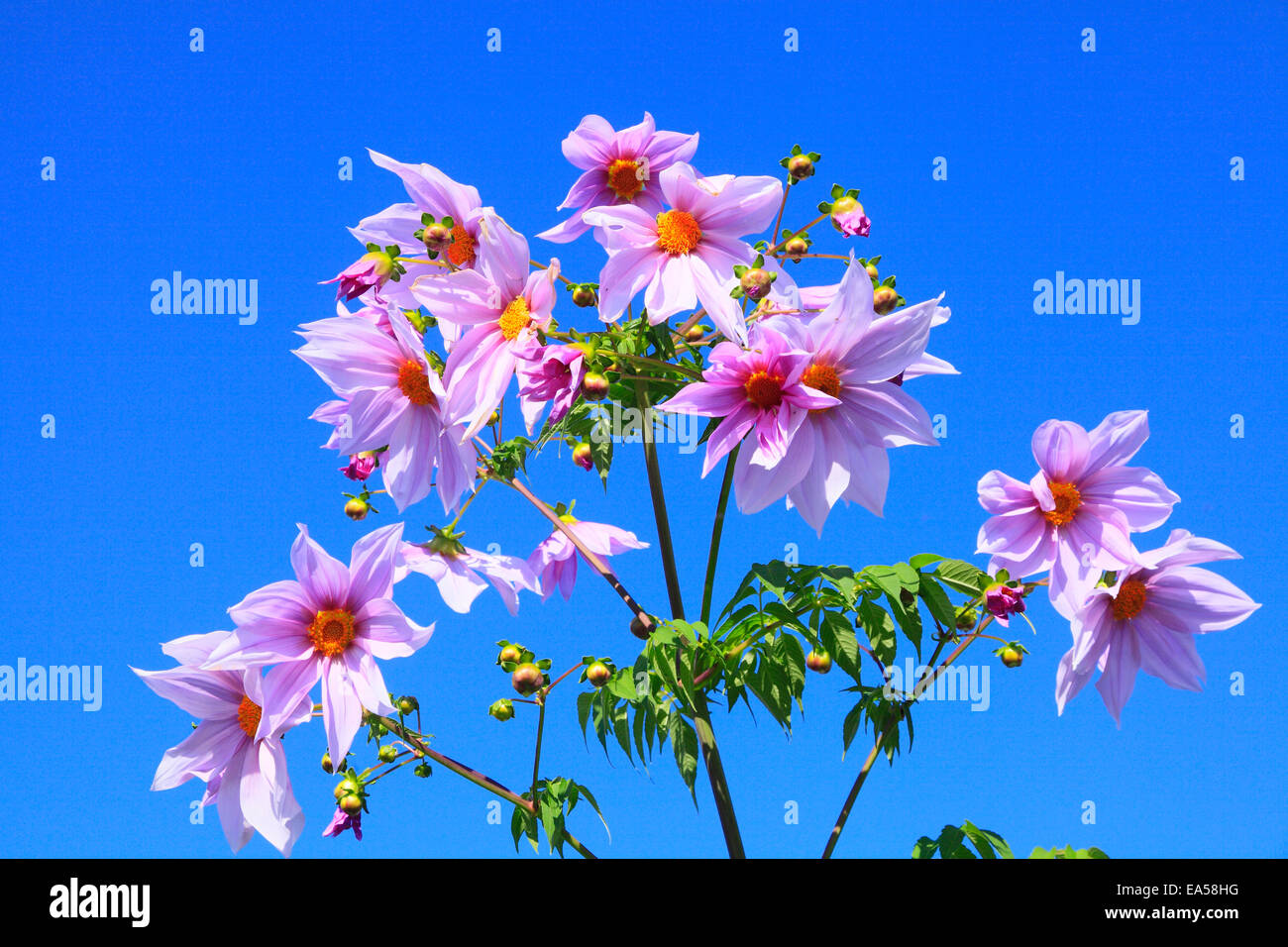 Dahlia Stockfoto
