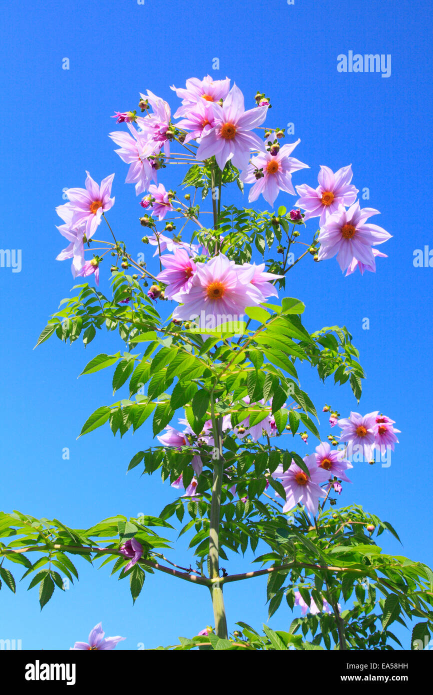 Dahlia Stockfoto