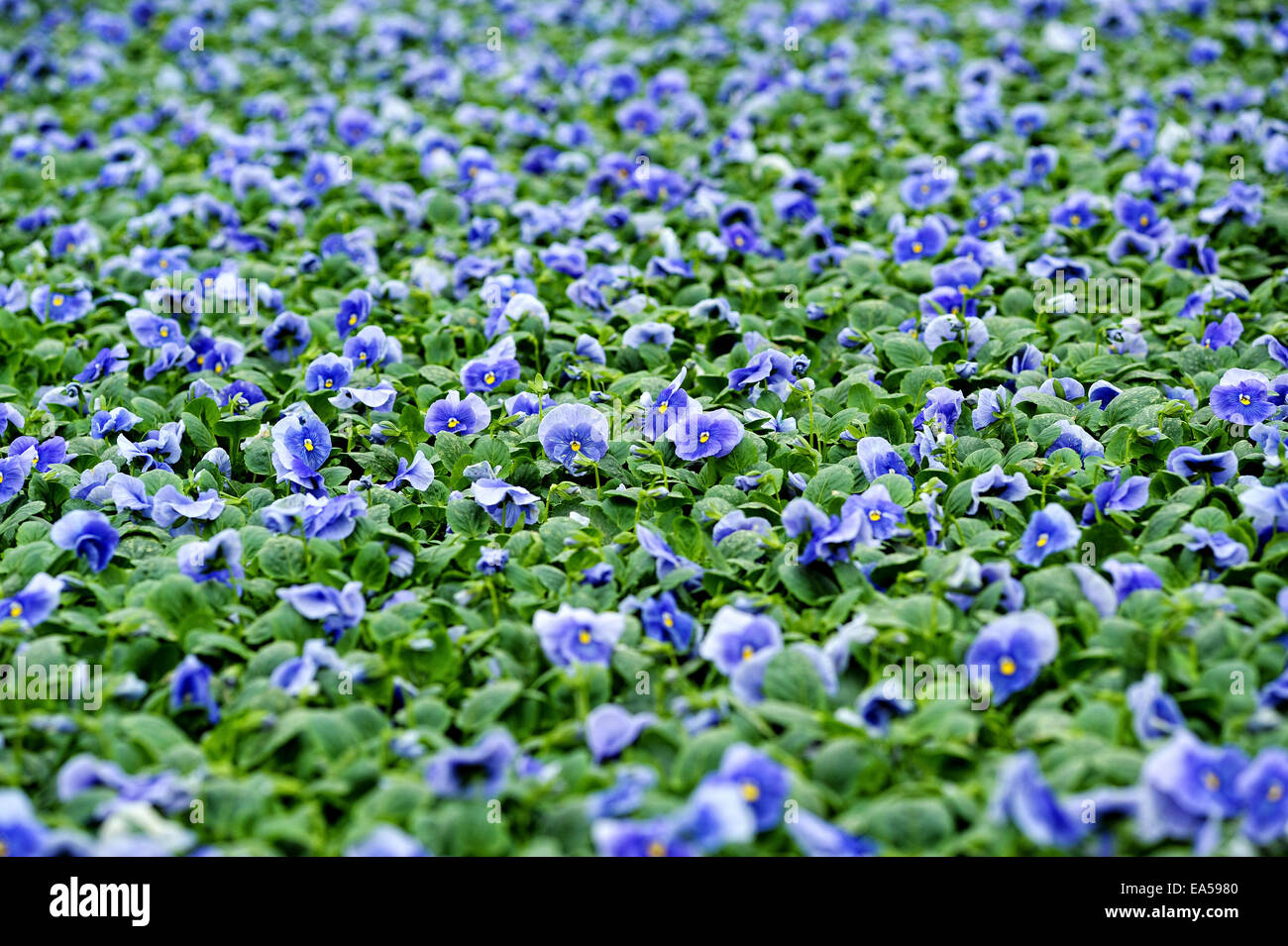 Bereich der bunten blauen Veilchen blühen Stockfoto