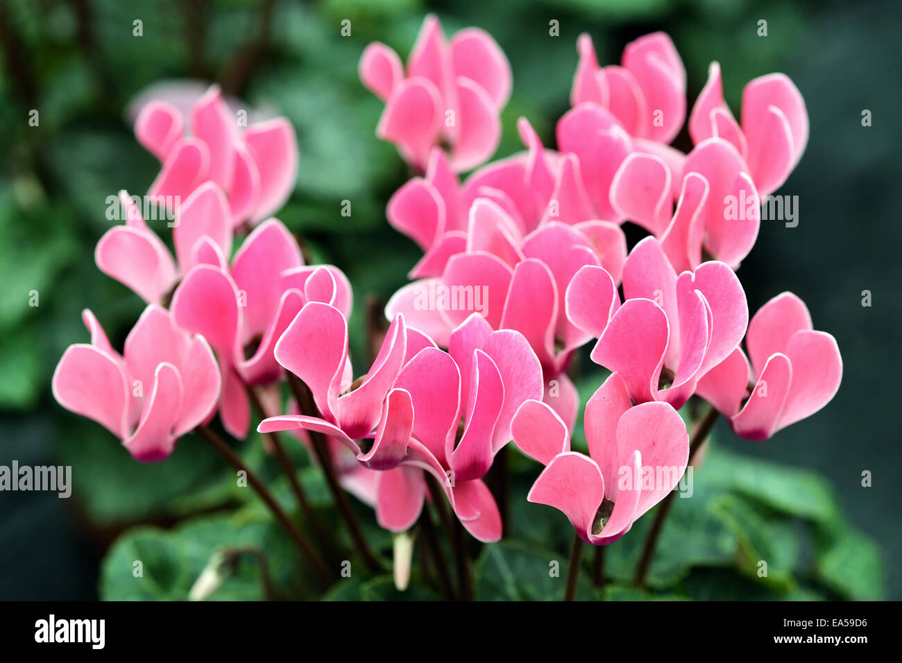 Rosa Alpenveilchen Blumen Stockfoto