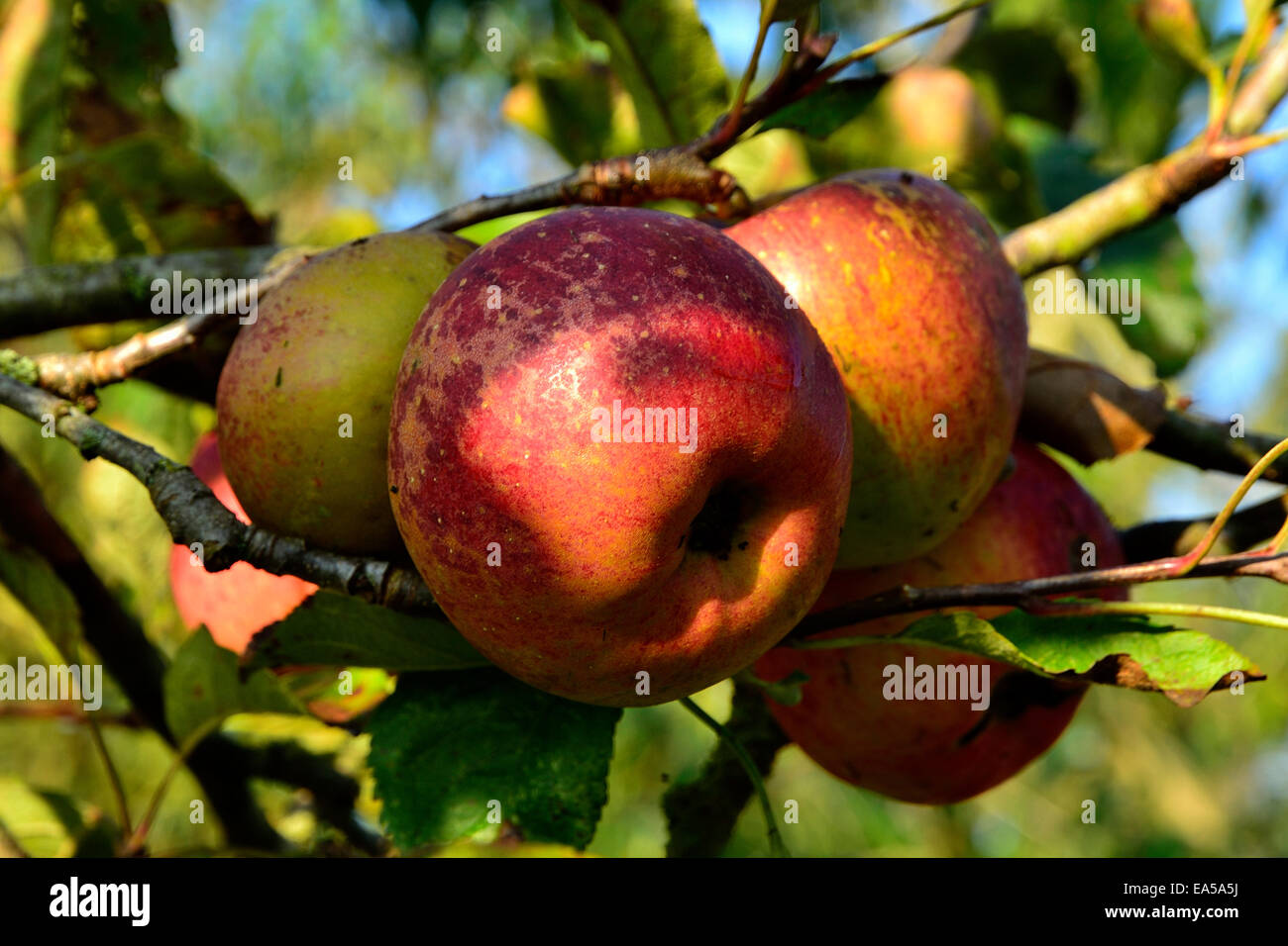 Apfelbaum im oktober Fotos und Bildmaterial in hoher Auflösung Alamy