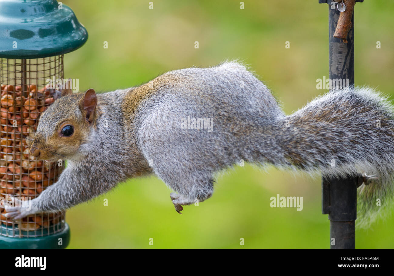 Grauhörnchen balancieren auf einem Vogel Stand Essen eine Erdnuss Stockfoto