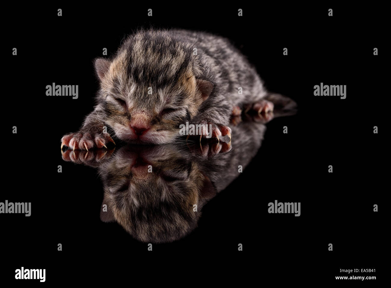 Schlafendes Kätzchen, Felis Silvestris Catus, mit Reflexion auf schwarzem Untergrund Stockfoto