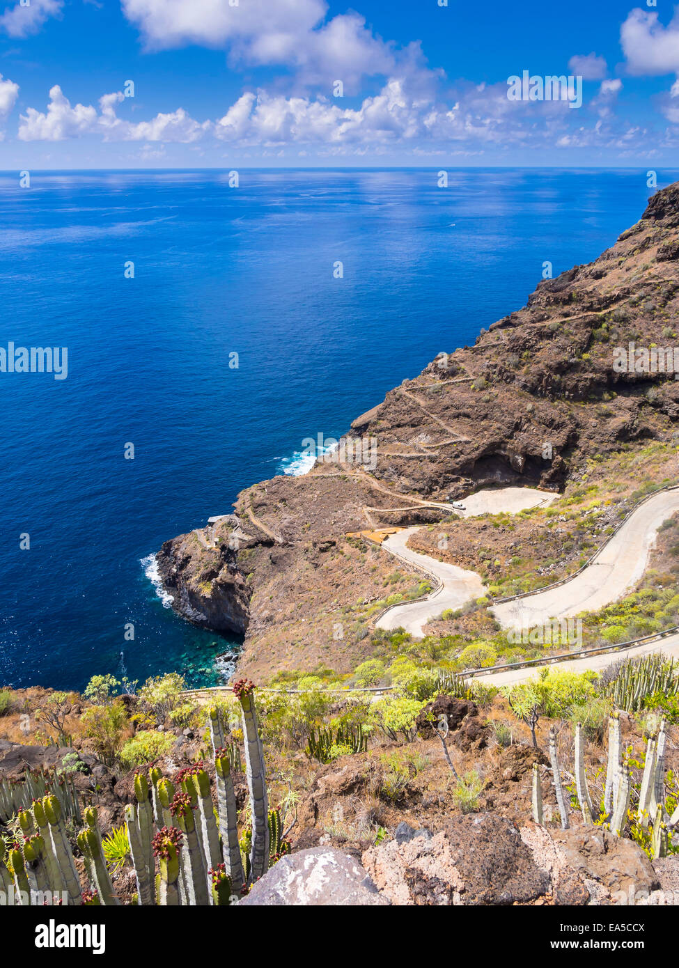 Spanien, Kanarische Inseln, La Palma, Tijarafe, Kanarische Insel Wolfsmilch wachsen an felsigen Küste Stockfoto