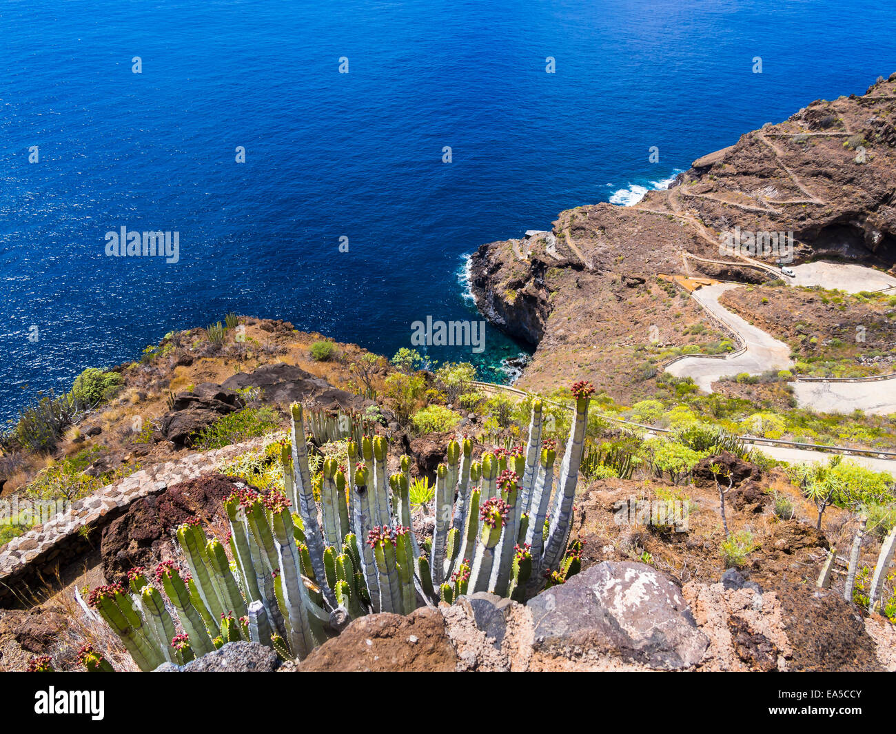 Spanien, Kanarische Inseln, La Palma, Tijarafe, Kanarische Insel Wolfsmilch wachsen an felsigen Küste Stockfoto