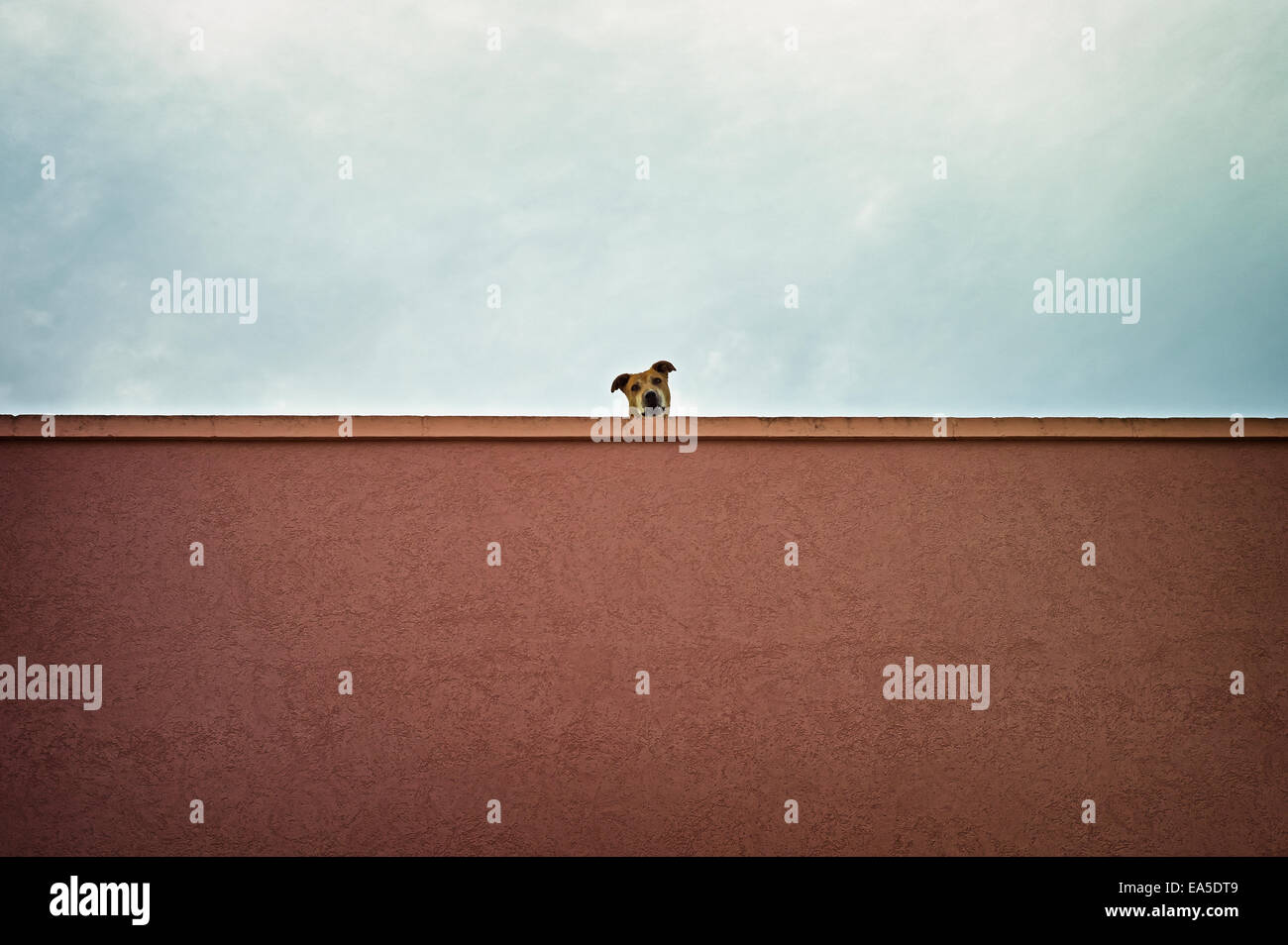 Pit Bull Terrier beobachten von einem Dach Stockfoto