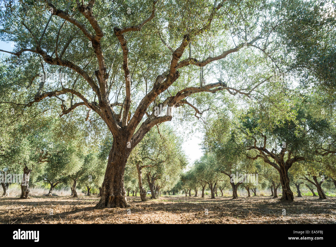 Olivenbäume und Sonnenstrahlen. Olive-Plantage Stockfoto