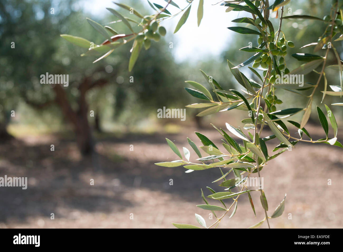 Olivenzweige auf Vordergrund. Olive-Plantage Stockfoto