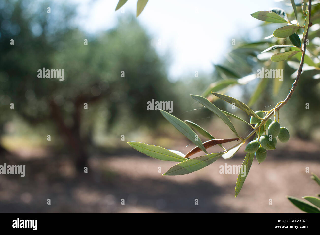 Olivenzweige auf Vordergrund. Olive-Plantage Stockfoto