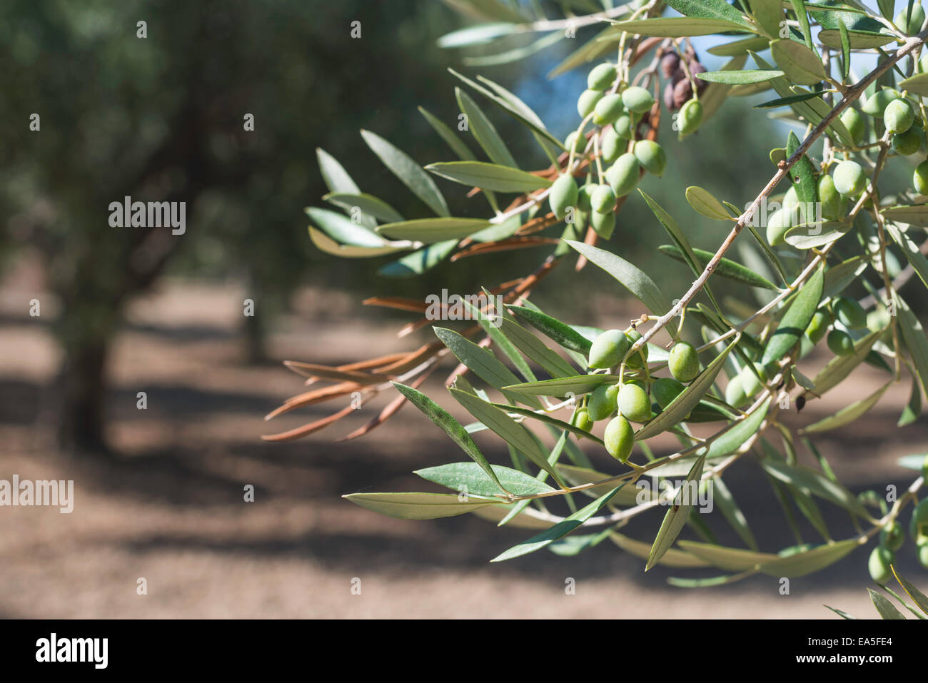 Olivenzweige auf Vordergrund. Olive-Plantage Stockfoto