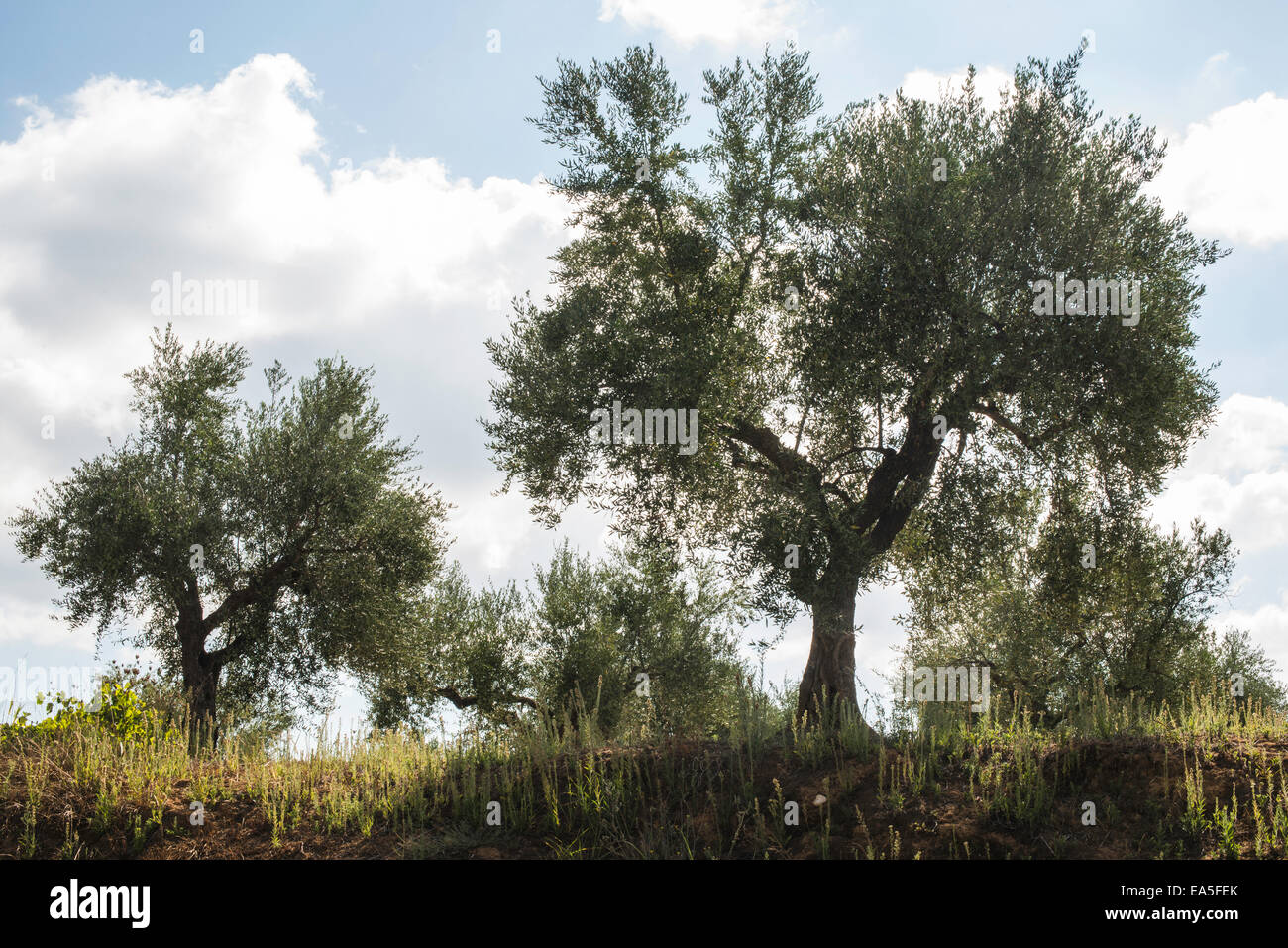 Olivenbäume in Plantage. Landwirtschaftliche Flächen Stockfoto