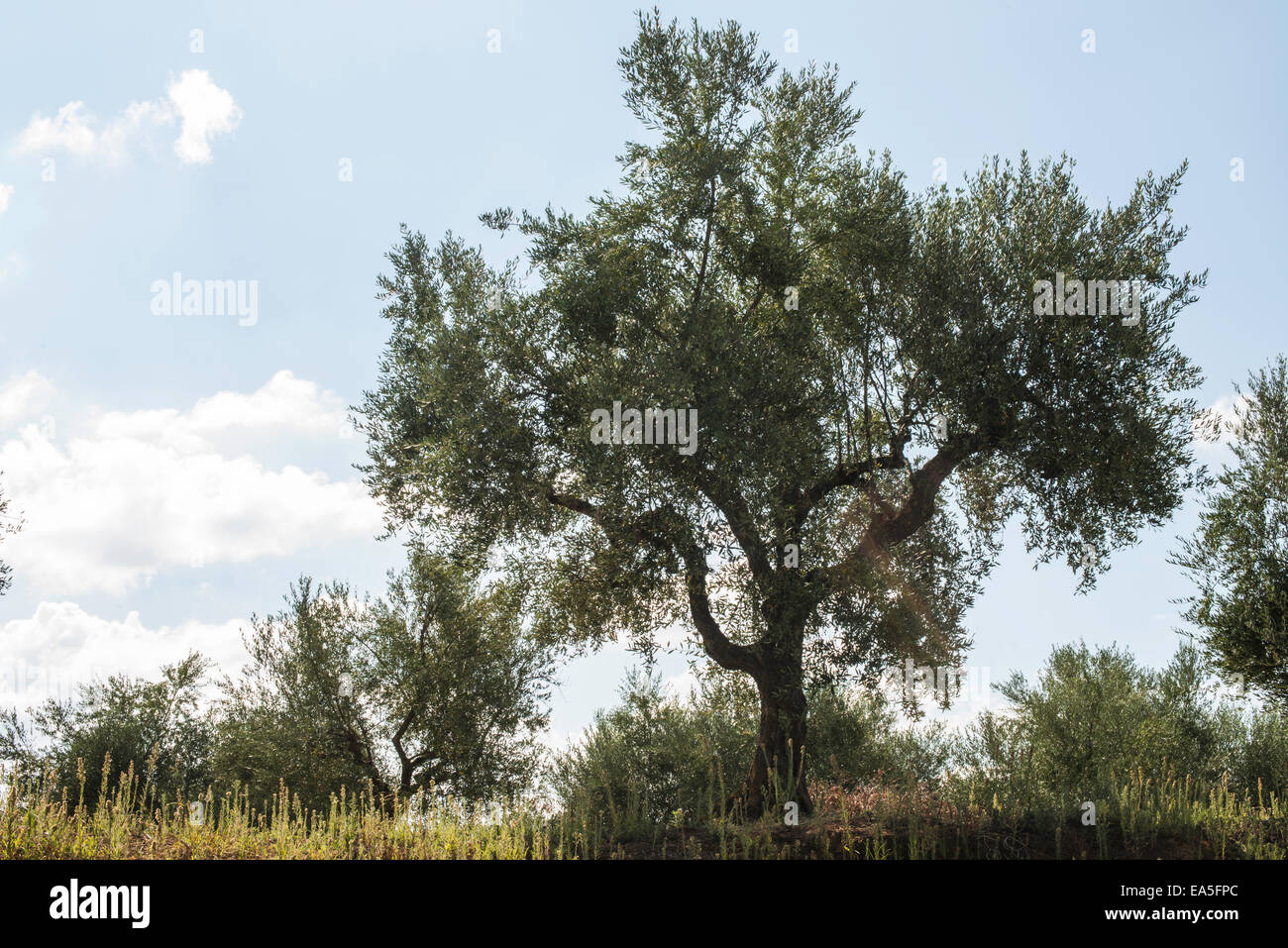 Olivenbäume in Plantage. Landwirtschaftliche Flächen Stockfoto