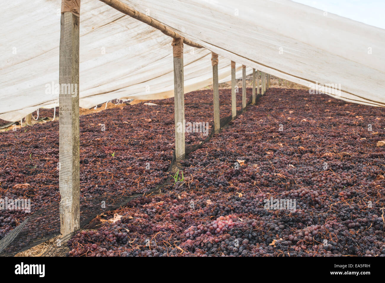 Trocknung der Trauben für Rosinen in der Natur Stockfoto