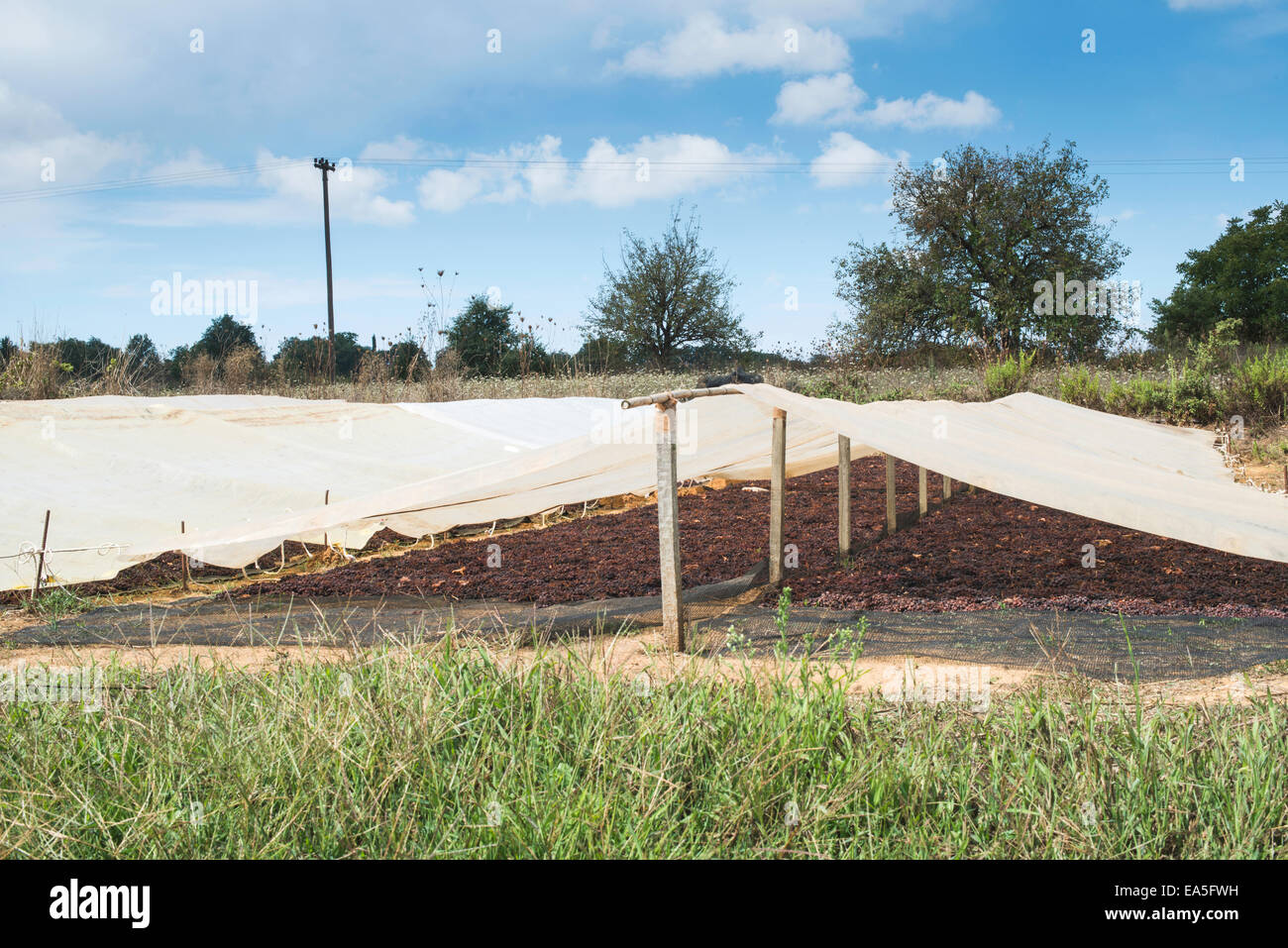 Trocknung der Trauben für Rosinen in der Natur Stockfoto