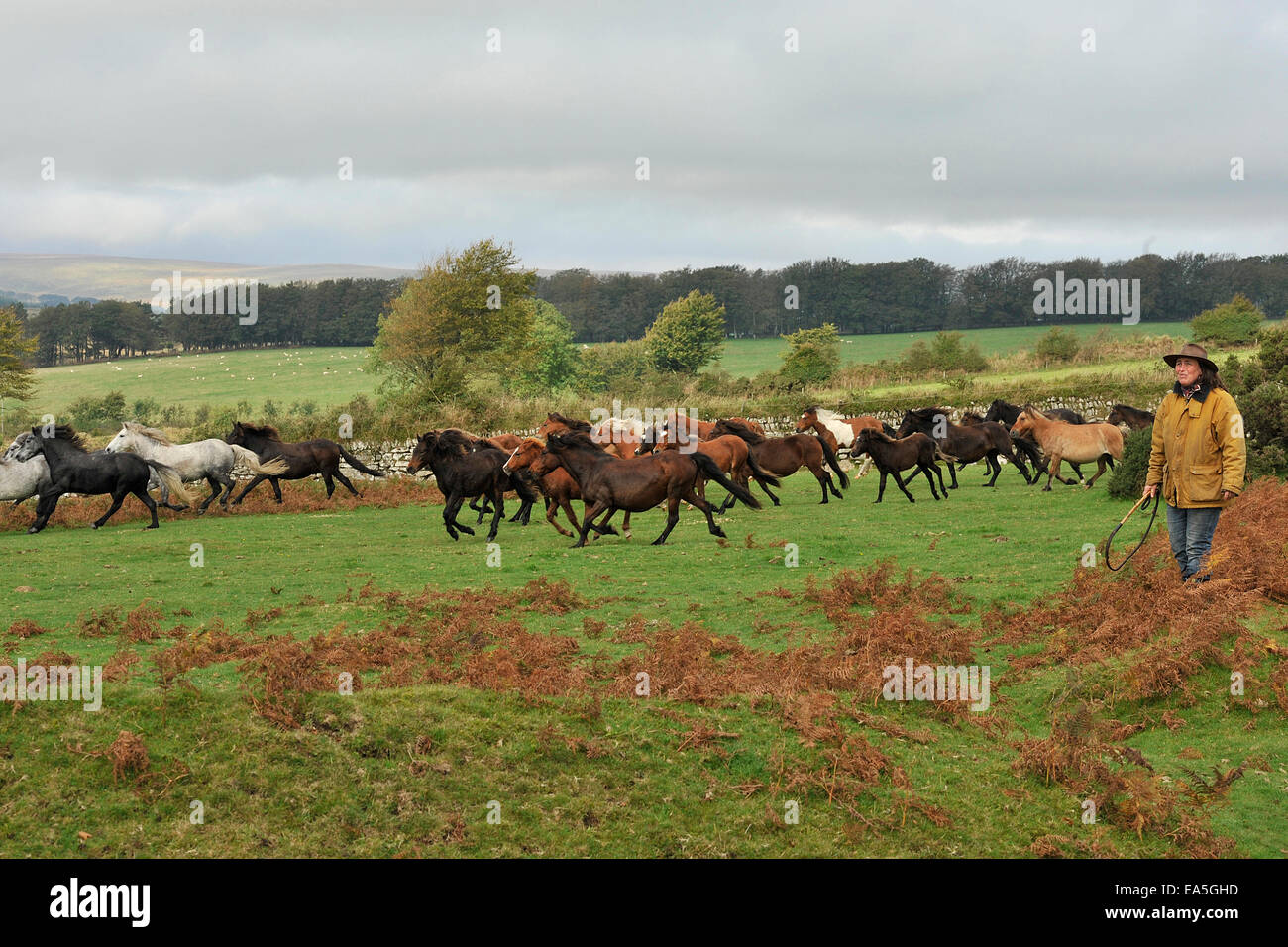 Dartmoor Pony driftet Stockfoto