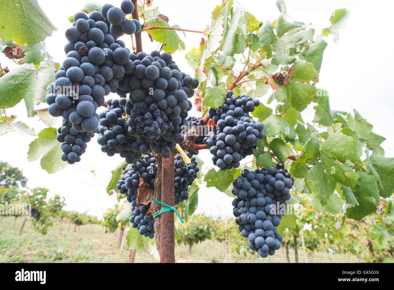 Blaue Trauben im array Stockfoto