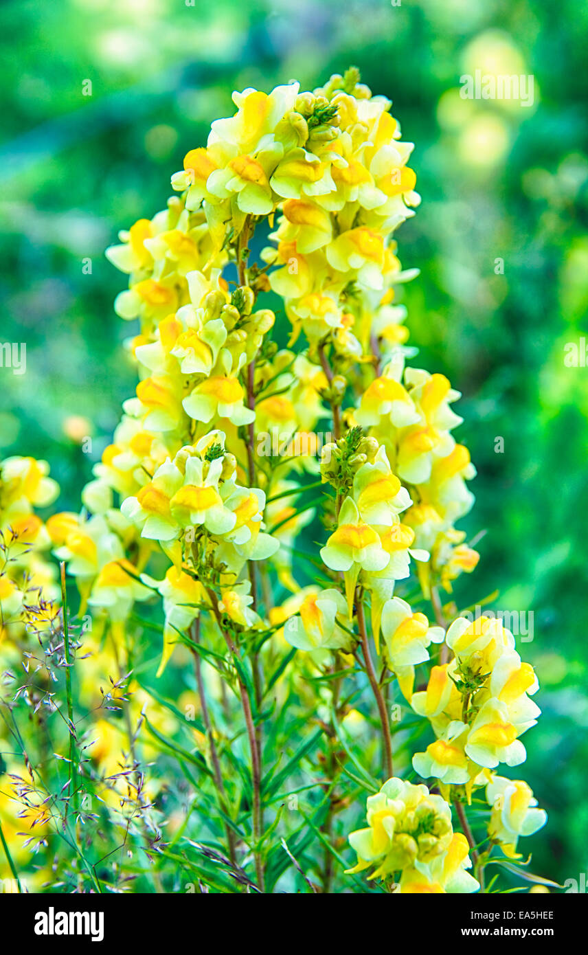 Gelbe Sommerblume Stockfoto