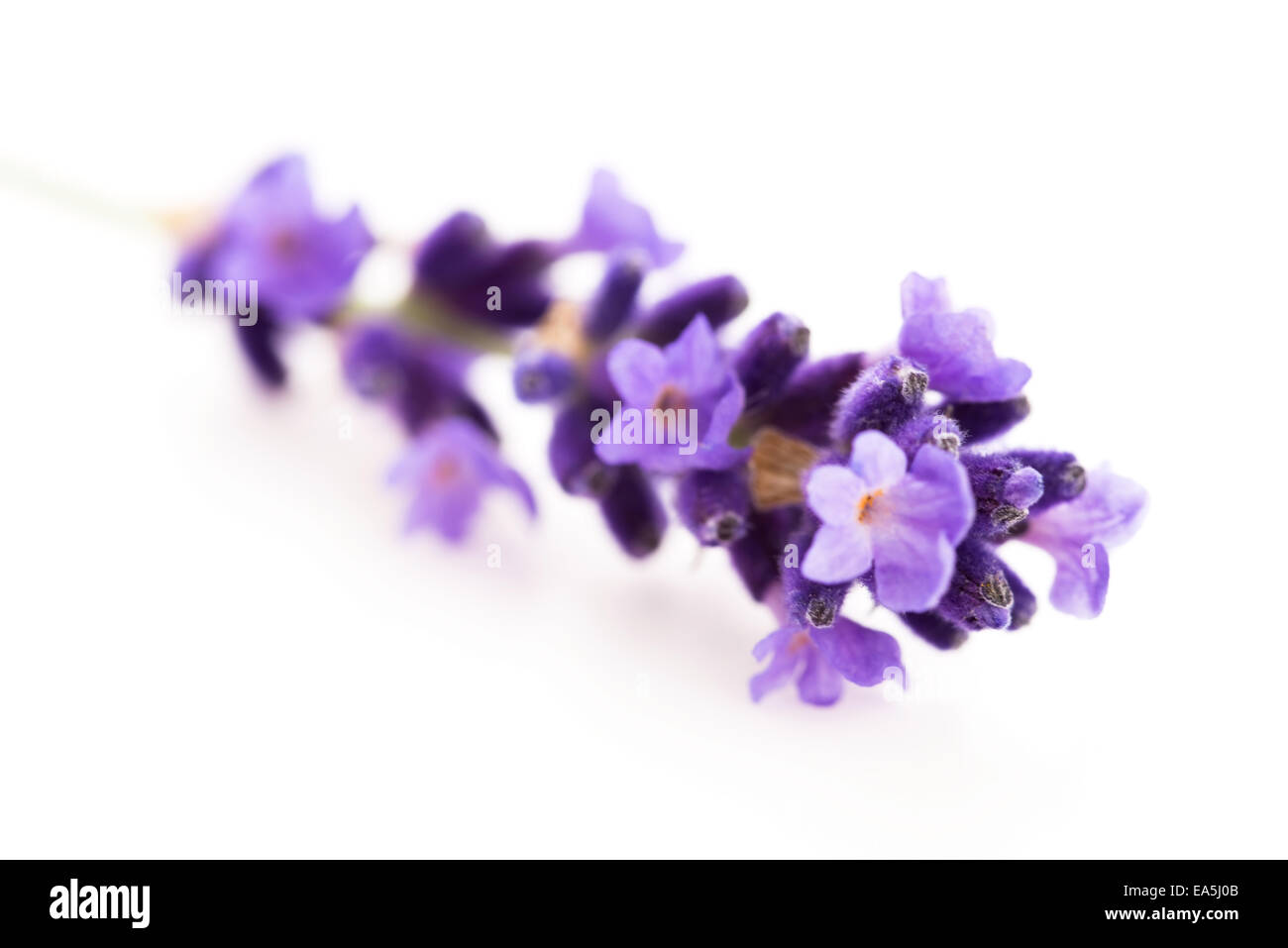 Lavendel Blumen auf weißem Hintergrund Stockfoto